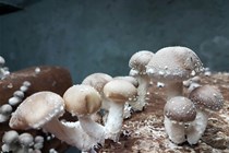 Shii-take -  tek izrasle gljive